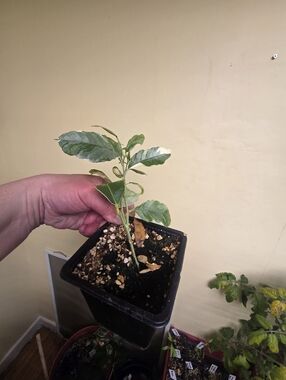 Variegated Lemon, Rooted Plant Cutting From Nursery Plant